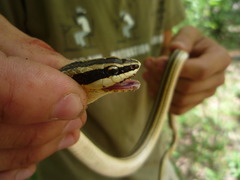 Conophis lineatus