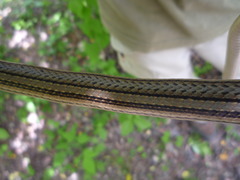 Conophis lineatus