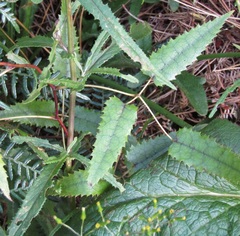 Rubus cissoides