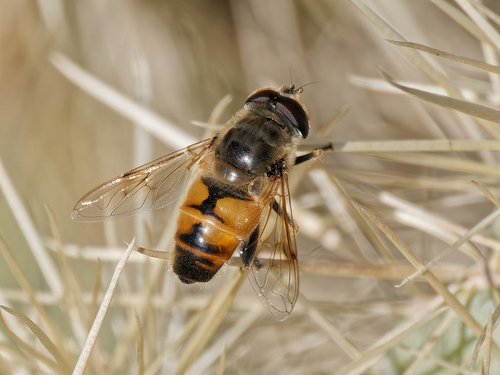 Unknown species found near Maricopa, Arizona, United States