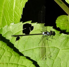 Teinopodagrion macropus
