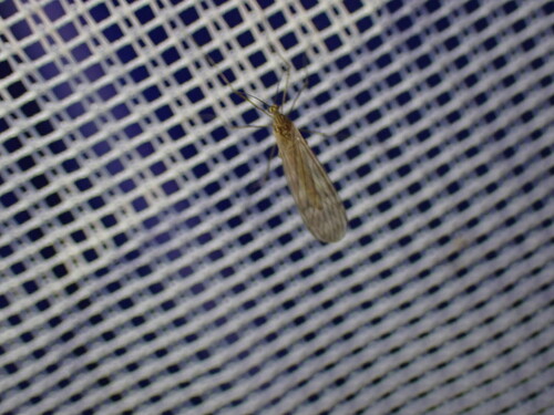 Unknown species found near Huntingdon County, PA, USA