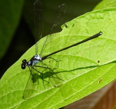 Teinopodagrion macropus