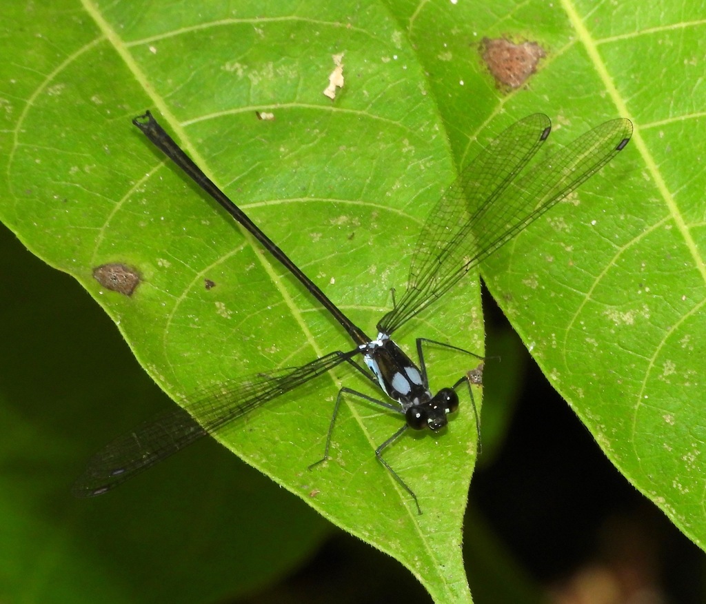 Teinopodagrion macropus