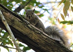 Sciurus aestuans ingrami