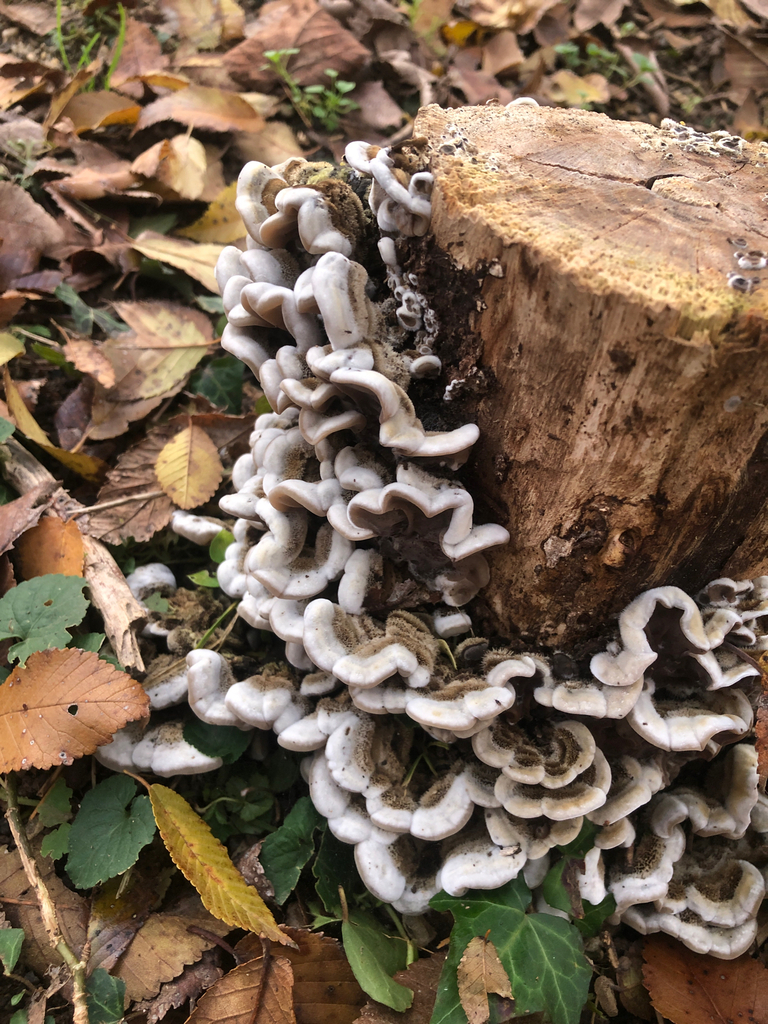 Auricularia mesenterica · December 2025 · photo: © marcellomanara (iNaturalist, cc-by)