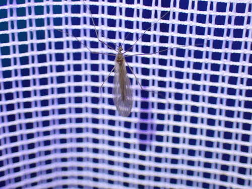 Unknown species found near Huntingdon County, PA, USA