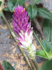 Gomphrena
