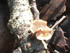 Phaeomarasmius