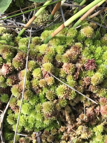 Image of Sphagnum tenerum by (c) Brandon Corder, some rights reserved (CC BY)