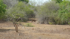 Panthera pardus kotiya
