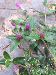 Gomphrena