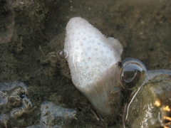 Eudistoma elongatum