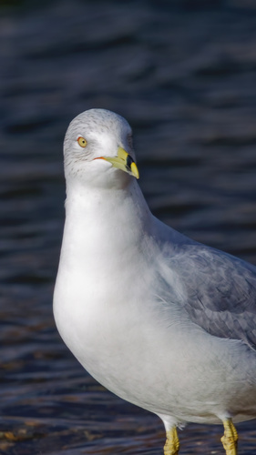 Ring-billed Gull photographed in Idaho