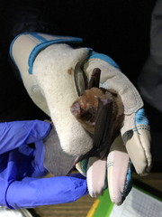 Mormoops megalophylla