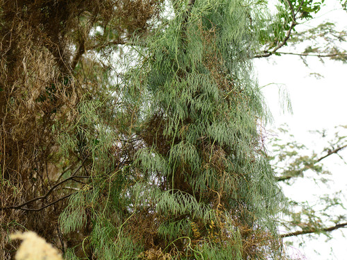 How to identify Lycopodiastrum casuarinoides (Spring) Holub ex R.D.Dixit