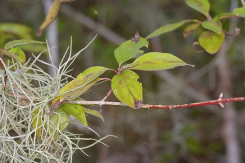 Cornus drummondii