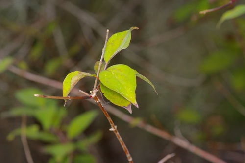 Cornus drummondii