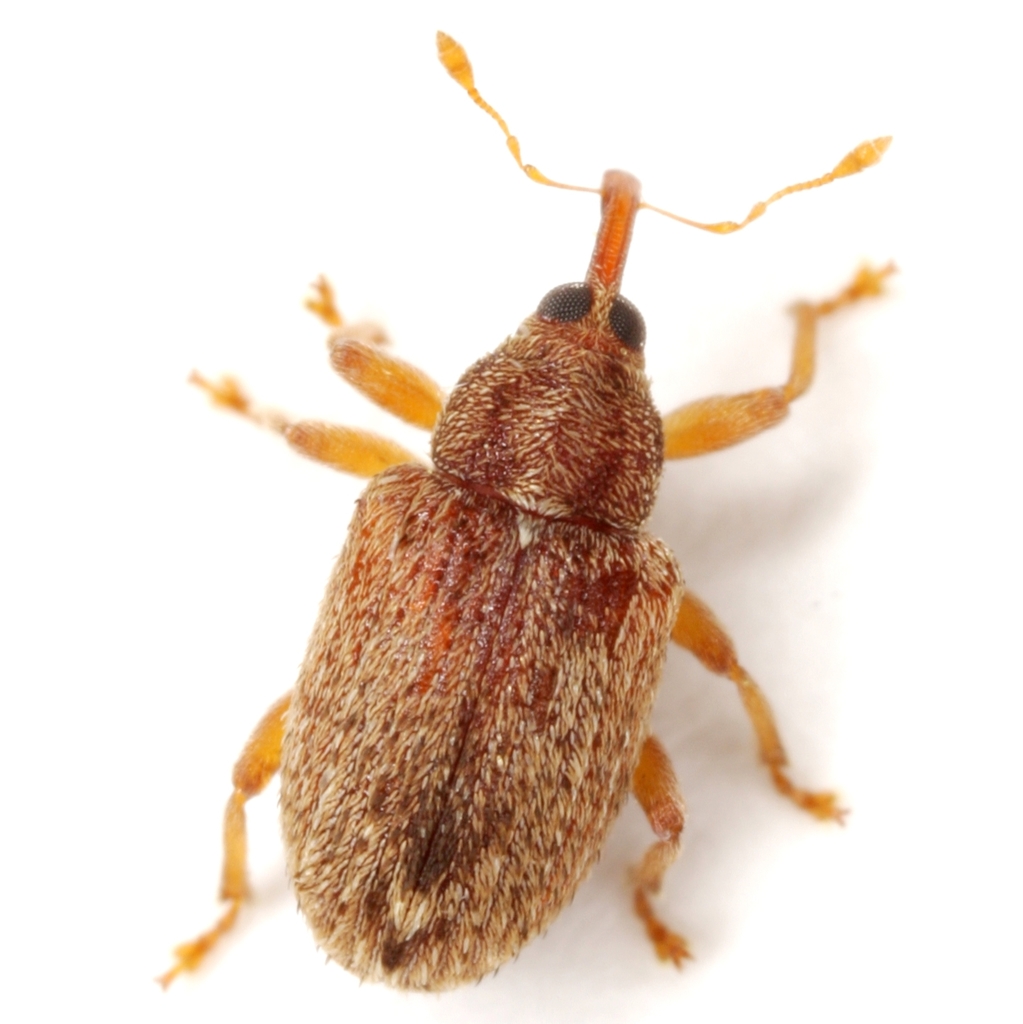 Ash Seed Weevils