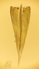 Homalothecium aureum