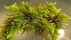 Homalothecium aureum