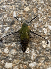 Cephonodes armatus marianna