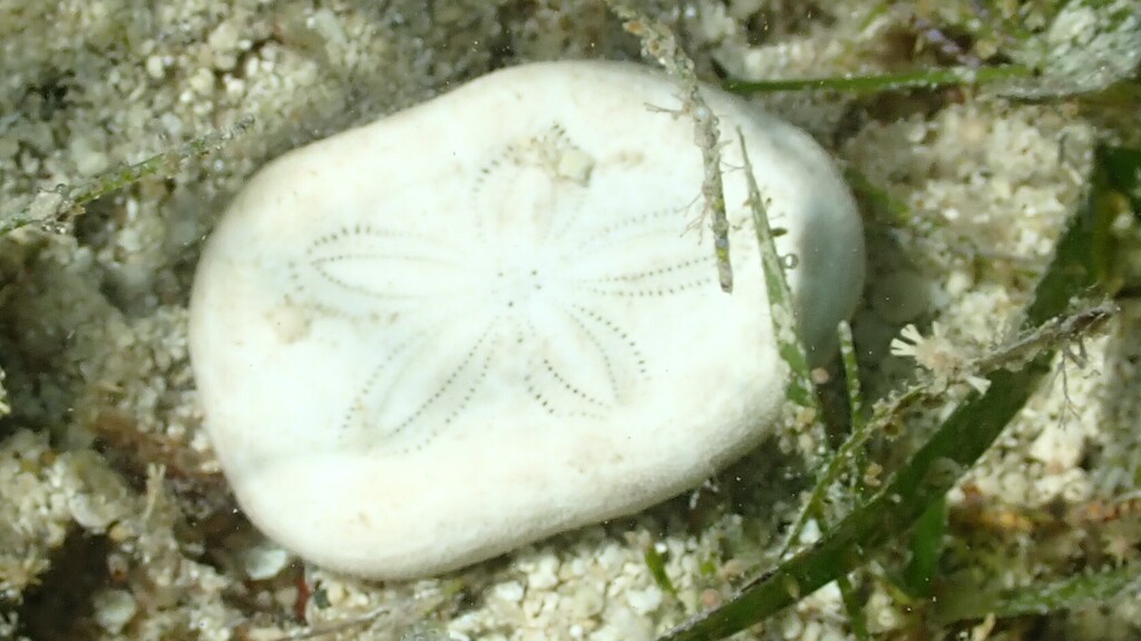 Clypeaster reticulatus