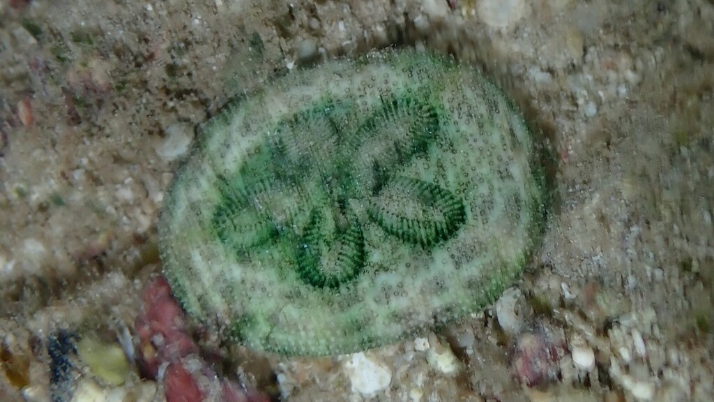 Clypeaster reticulatus