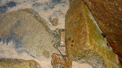 Grapsus albolineatus