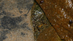 Grapsus albolineatus