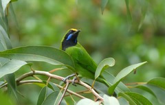 Chloropsis aurifrons