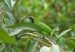 Chloropsis aurifrons