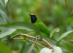 Chloropsis aurifrons