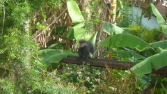 Semnopithecus vetulus