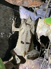 Rhinella dapsilis