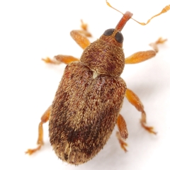 Lignyodes horridulus