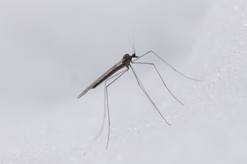 Unknown species found near Tompkins County, NY, USA