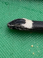 Cacophis harriettae