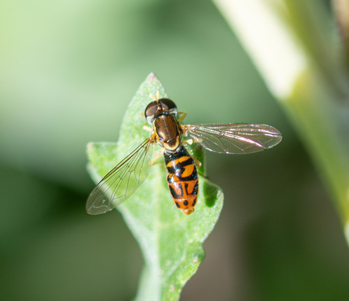 Unknown species found near Lady Bird Johnson Wildflower Center