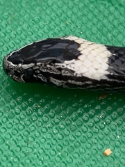 Cacophis harriettae