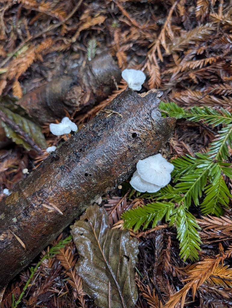 Marasmiellus candidus · December 2025 · photo: © starofazura (iNaturalist, cc-by)