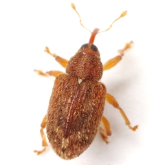 Lignyodes horridulus