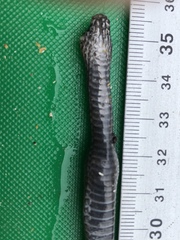 Cacophis harriettae