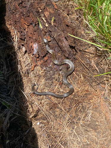 Tiger Snake sighting