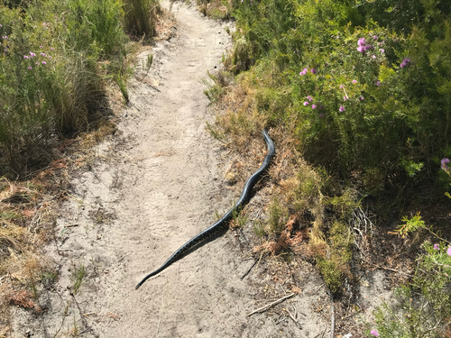 Southwestern Carpet Python sighting