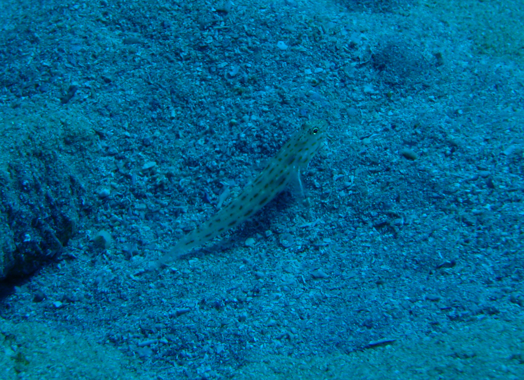 Seychelles Shrimpgoby