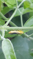 Dilobopterus costalimai