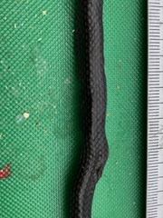 Cacophis harriettae