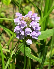 Prunella vulgaris vulgaris