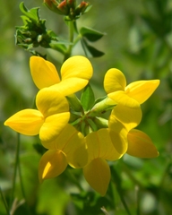 Lotus corniculatus corniculatus
